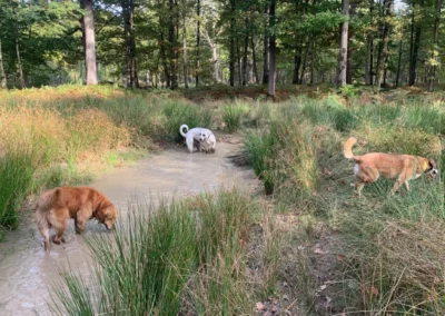 Photo d'une balade collective réalisée par Les Chiens de la Vallée, dog walker à Chevreuse