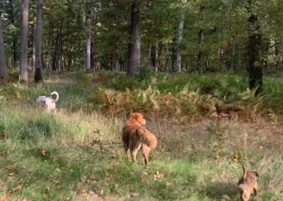 Photo d'une balade collective réalisée par Les Chiens de la Vallée, dog walker à Chevreuse