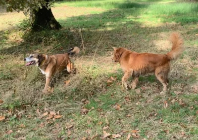 Photo d'une balade collective réalisée par Les Chiens de la Vallée, dog walker à Chevreuse