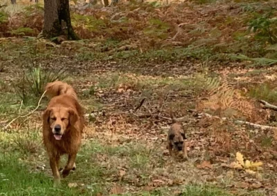 Photo d'une balade collective réalisée par Les Chiens de la Vallée, dog walker à Chevreuse