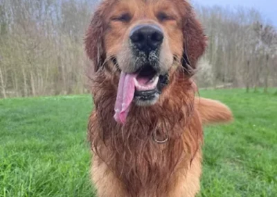Photo d'une balade collective réalisée par Les Chiens de la Vallée, dog walker à Chevreuse