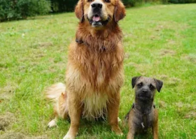 Photo d'une balade collective réalisée par Les Chiens de la Vallée, dog walker à Chevreuse