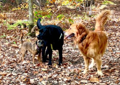 Photo d'une balade collective réalisée par Les Chiens de la Vallée, dog walker à Chevreuse