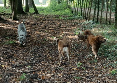 Photo d'une balade collective réalisée par Les Chiens de la Vallée, dog walker à Chevreuse