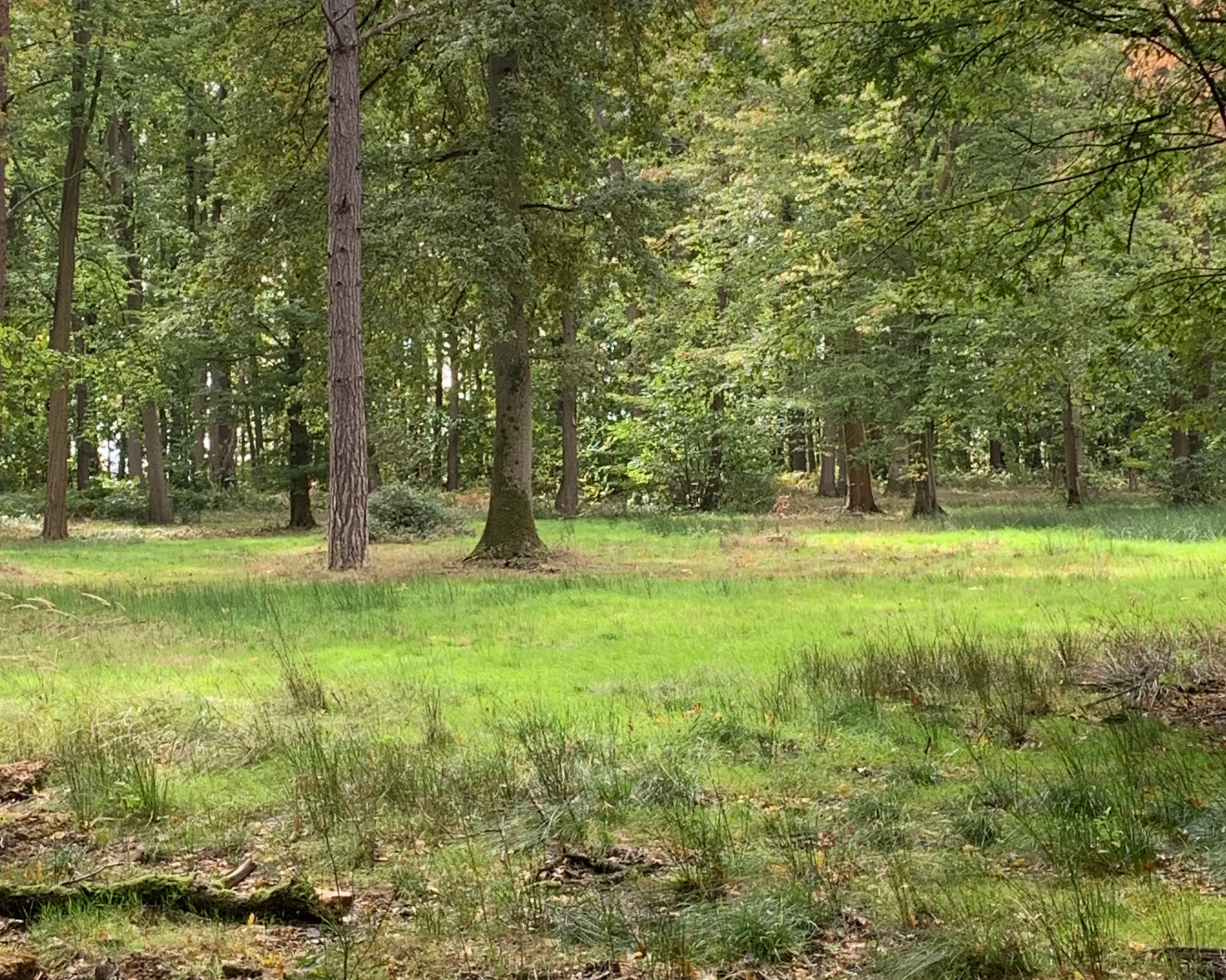 Engagement envers la planète, valeur des Chiens de la Vallée Dog Walker à Chevreuse