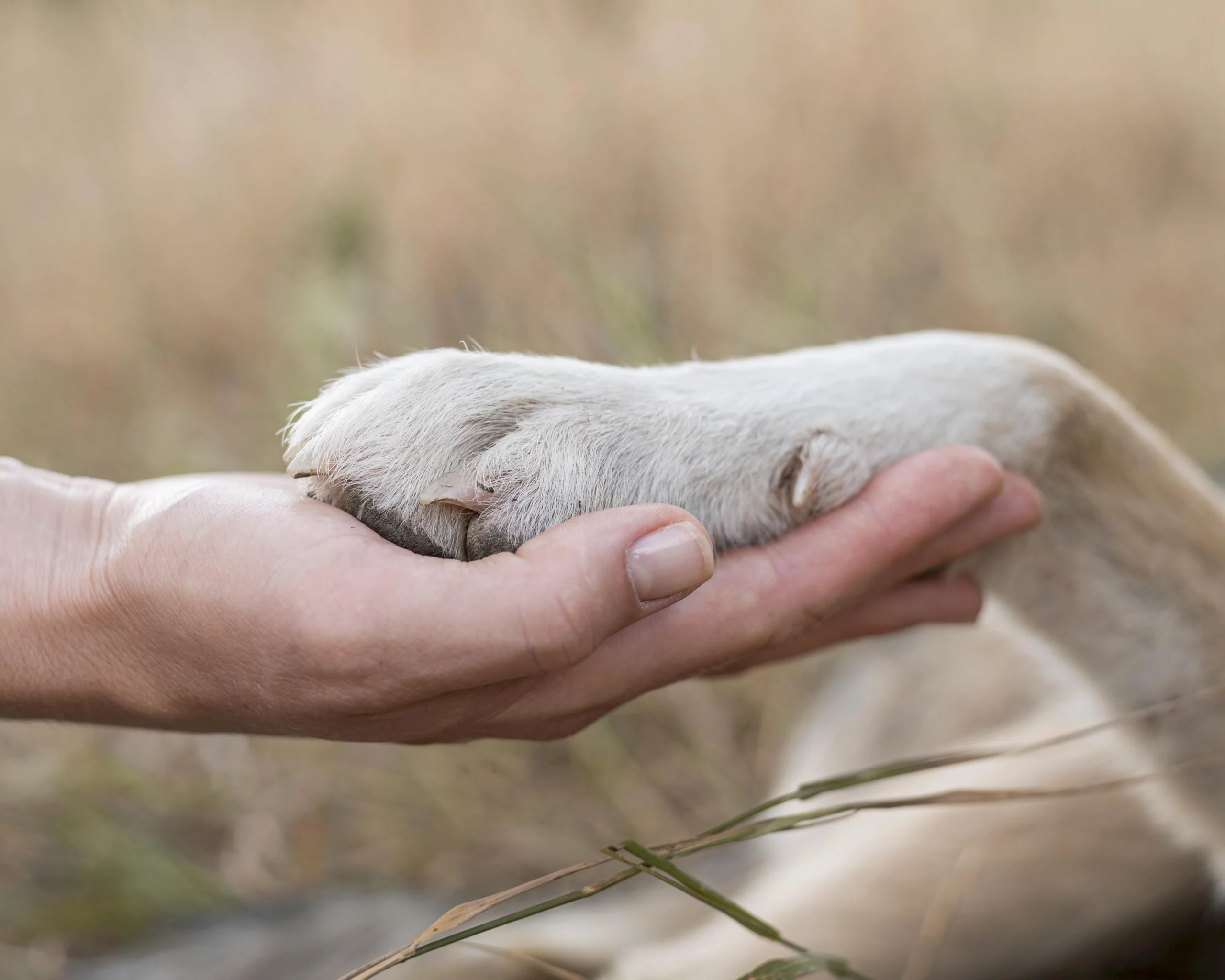 Engagement envers le bien-être animal, valeur des Chiens de la Vallée Dog Walker à Chevreuse
