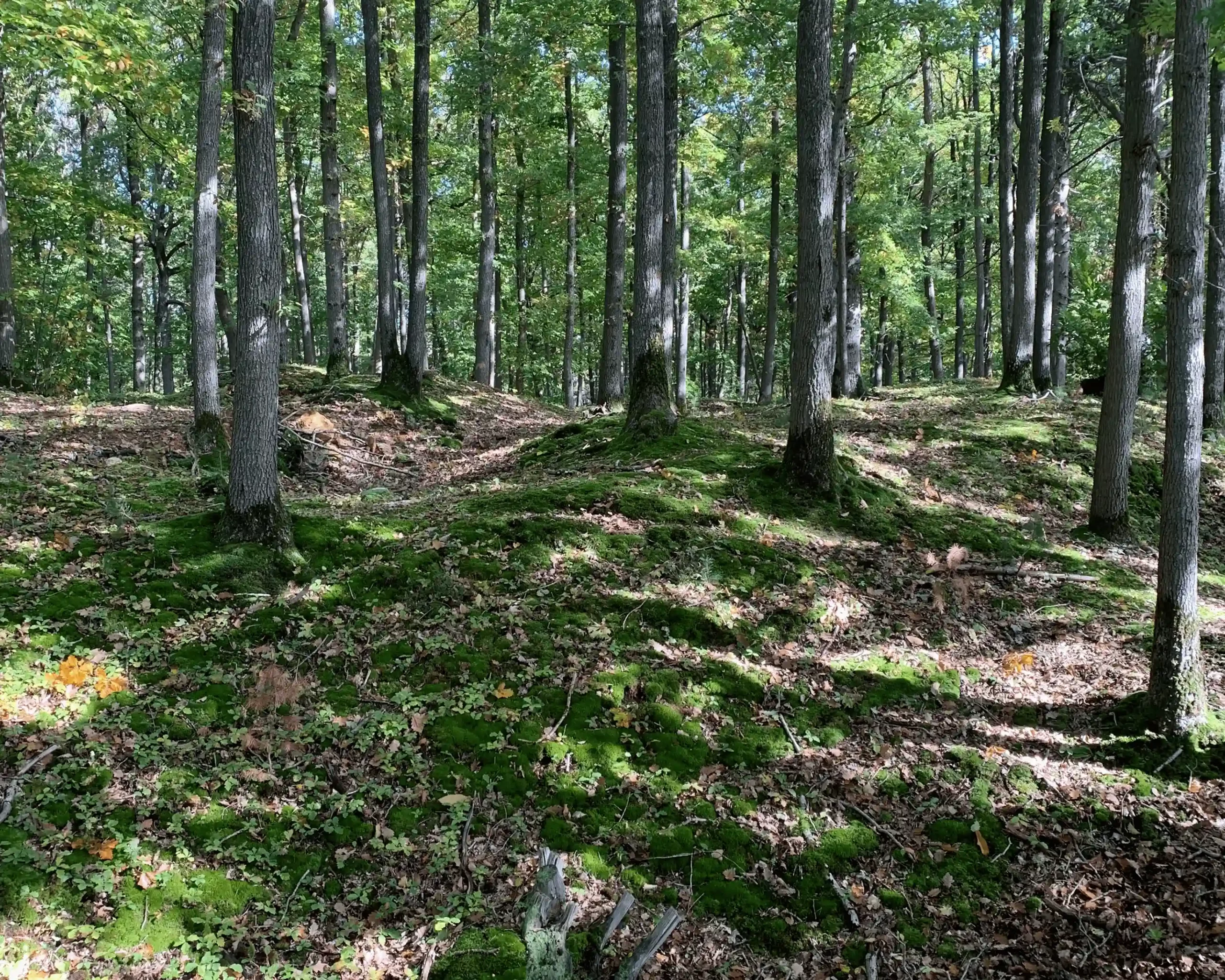 Illustration de la fôret de 20ha lors dune balade canine en meute par Les Chiens de la Vallée, Dog Walker à Chevreuse Illustration de la fôret de 20ha lors dune balade canine en meute par Les Chiens de la Vallée, Dog Walker à Chevreuse