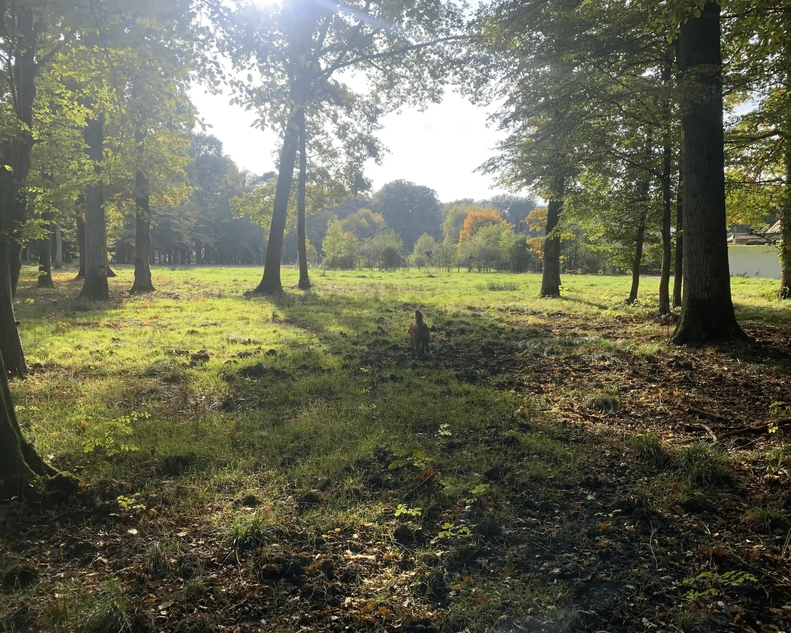 Illustration de la fôret lors dune balade canine en meute par Les Chiens de la Vallée, Dog Walker à Chevreuse Illustration de la fôret lors dune balade canine en meute par Les Chiens de la Vallée, Dog Walker à Chevreuse