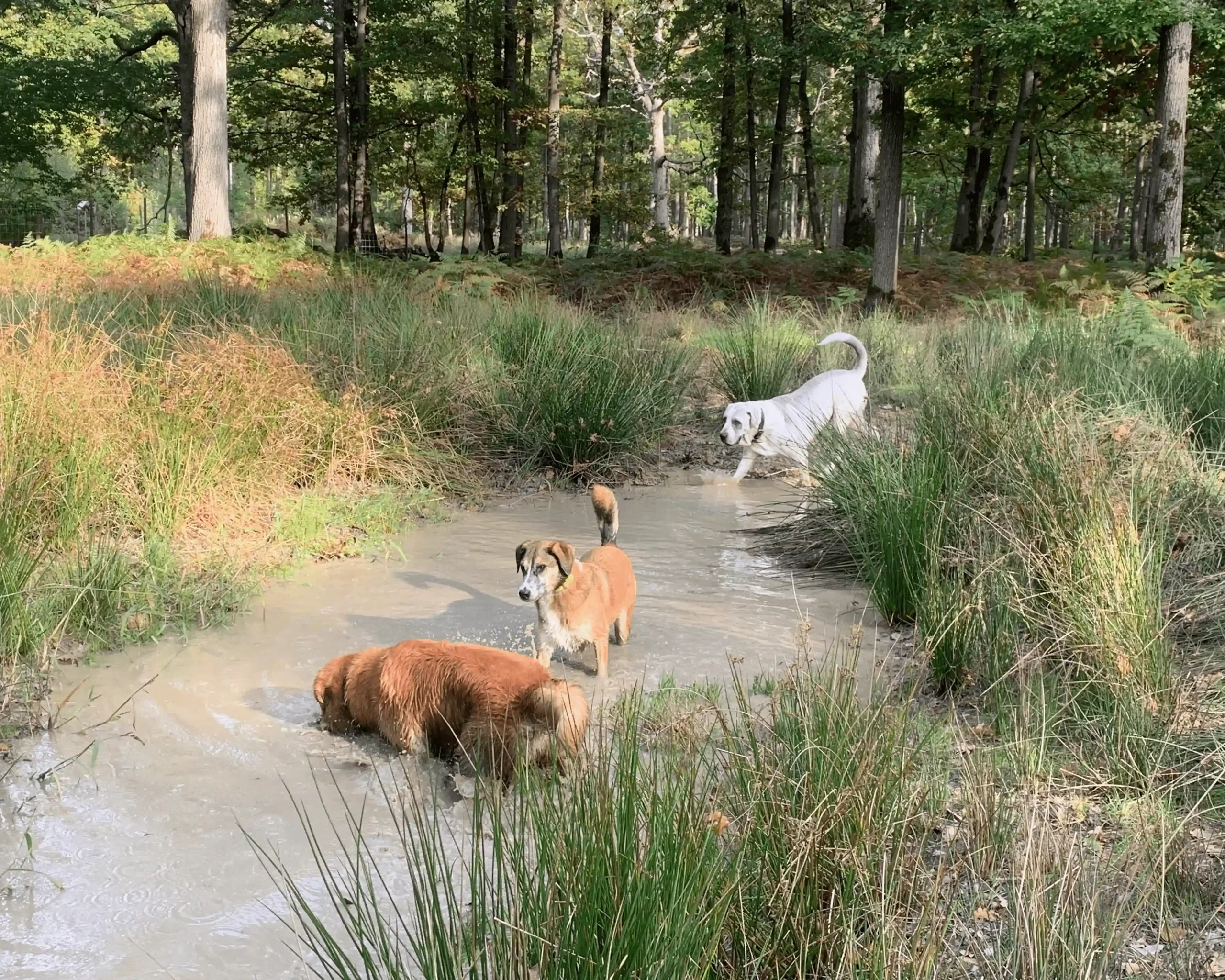 Illustration dune balade canine en meute par Les Chiens de la Vallée, Dog Walker à Chevreuse Illustration dune balade canine en meute par Les Chiens de la Vallée, Dog Walker à Chevreuse