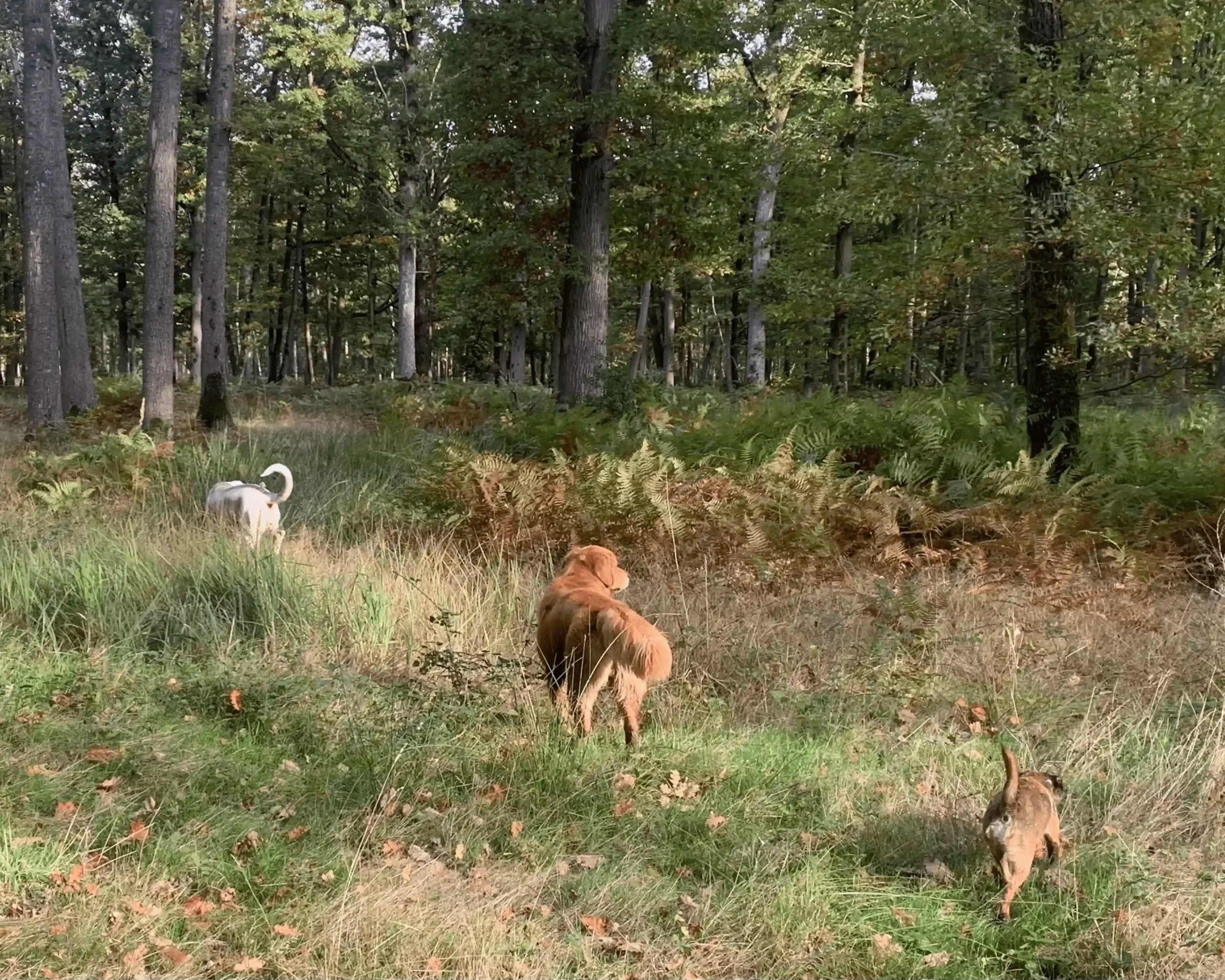 Illustration dune balade canine en meute réalisée par Les Chiens de la Vallée, Dog Walker à Chevreuse Illustration dune balade canine en meute réalisée par Les Chiens de la Vallée, Dog Walker à Chevreuse