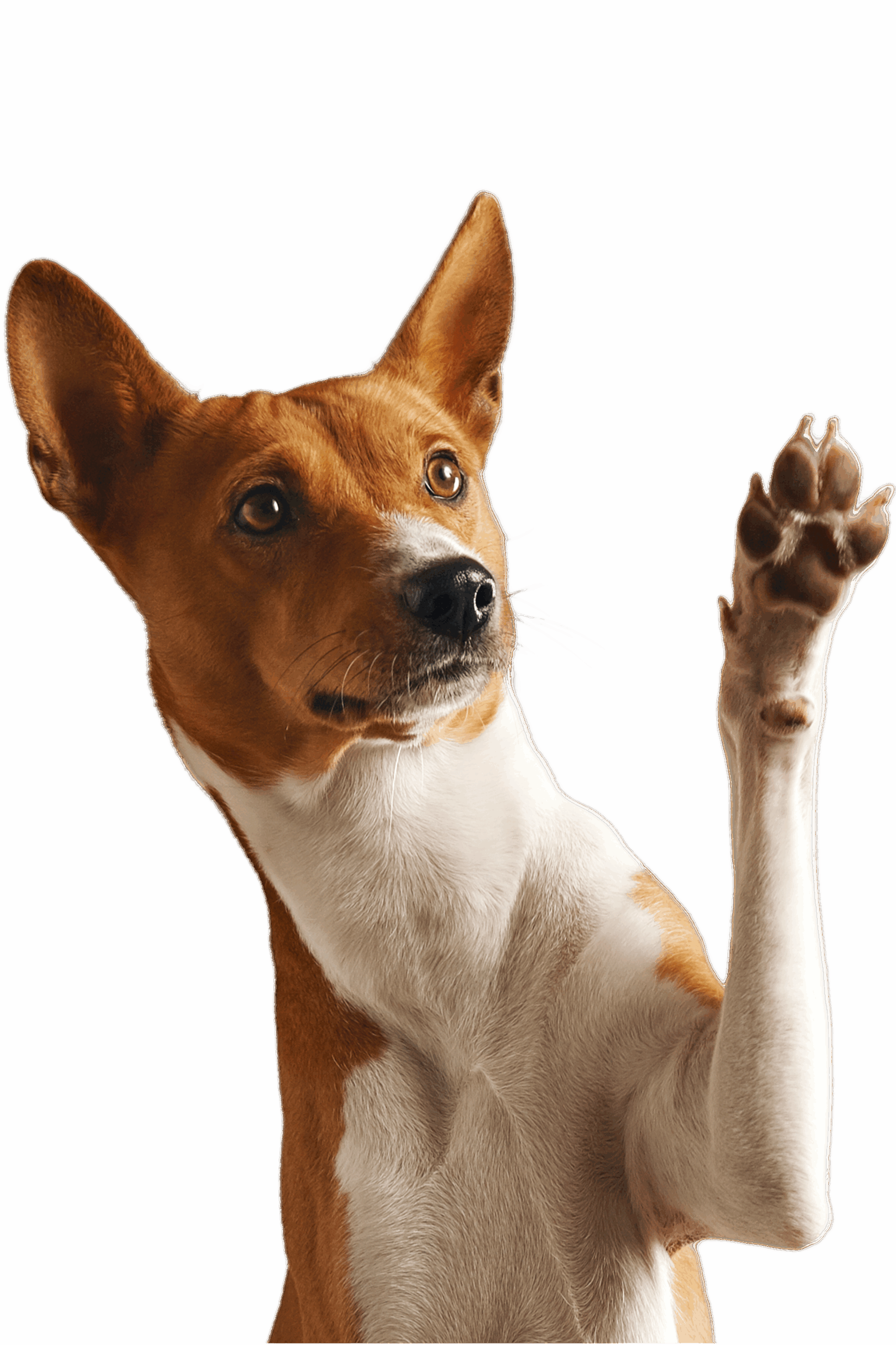 La FAQ des Chiens de la Vallée Dog Walker, service de balade canine en meute à Chevreuse