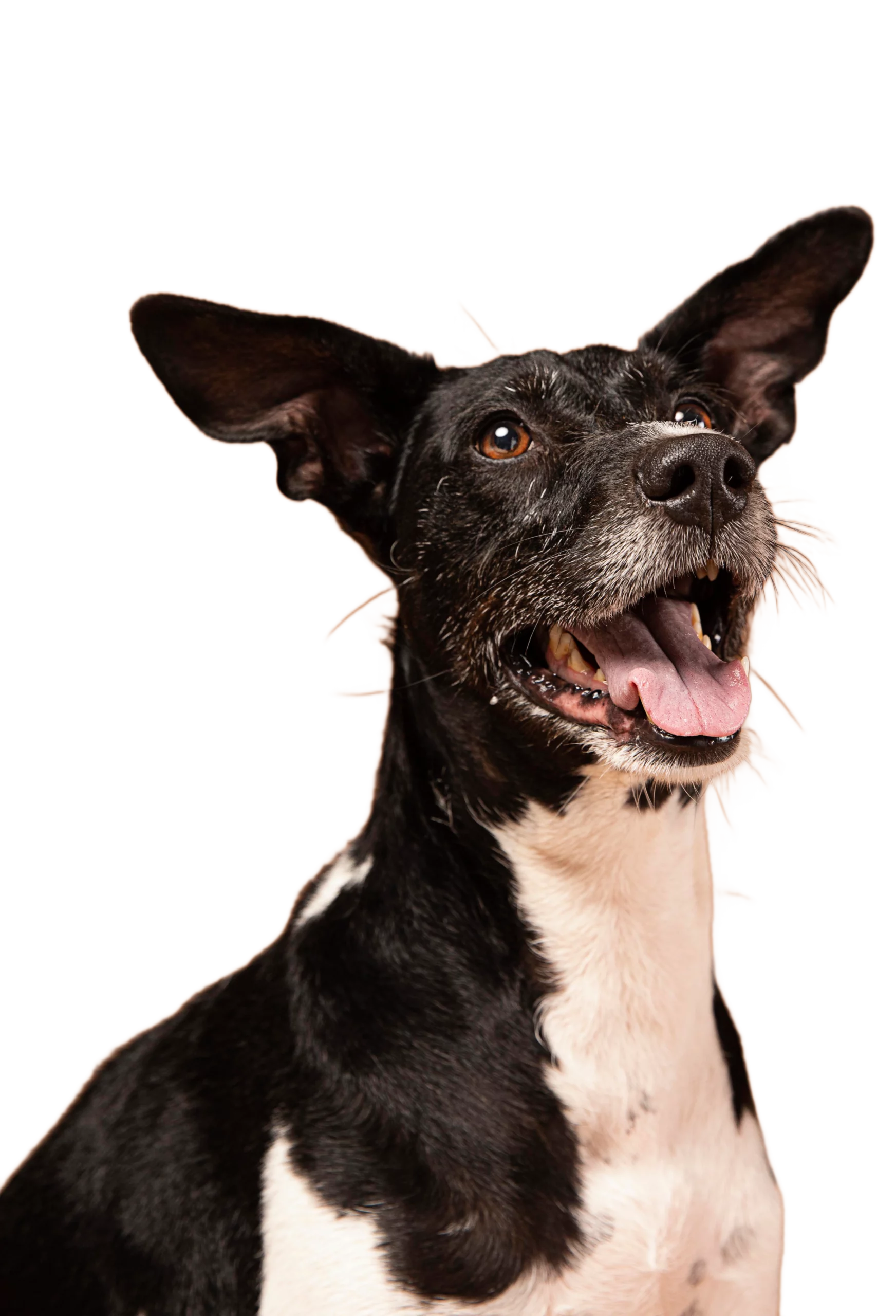 Les valeurs des Chiens de la Vallée Dog Walker, service de balade canine en meute à Chevreuse