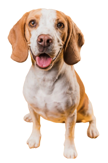 Parc d'adaptation pour des promenades canines en meute réussies Les Chiens de la Vallée Dog Walker