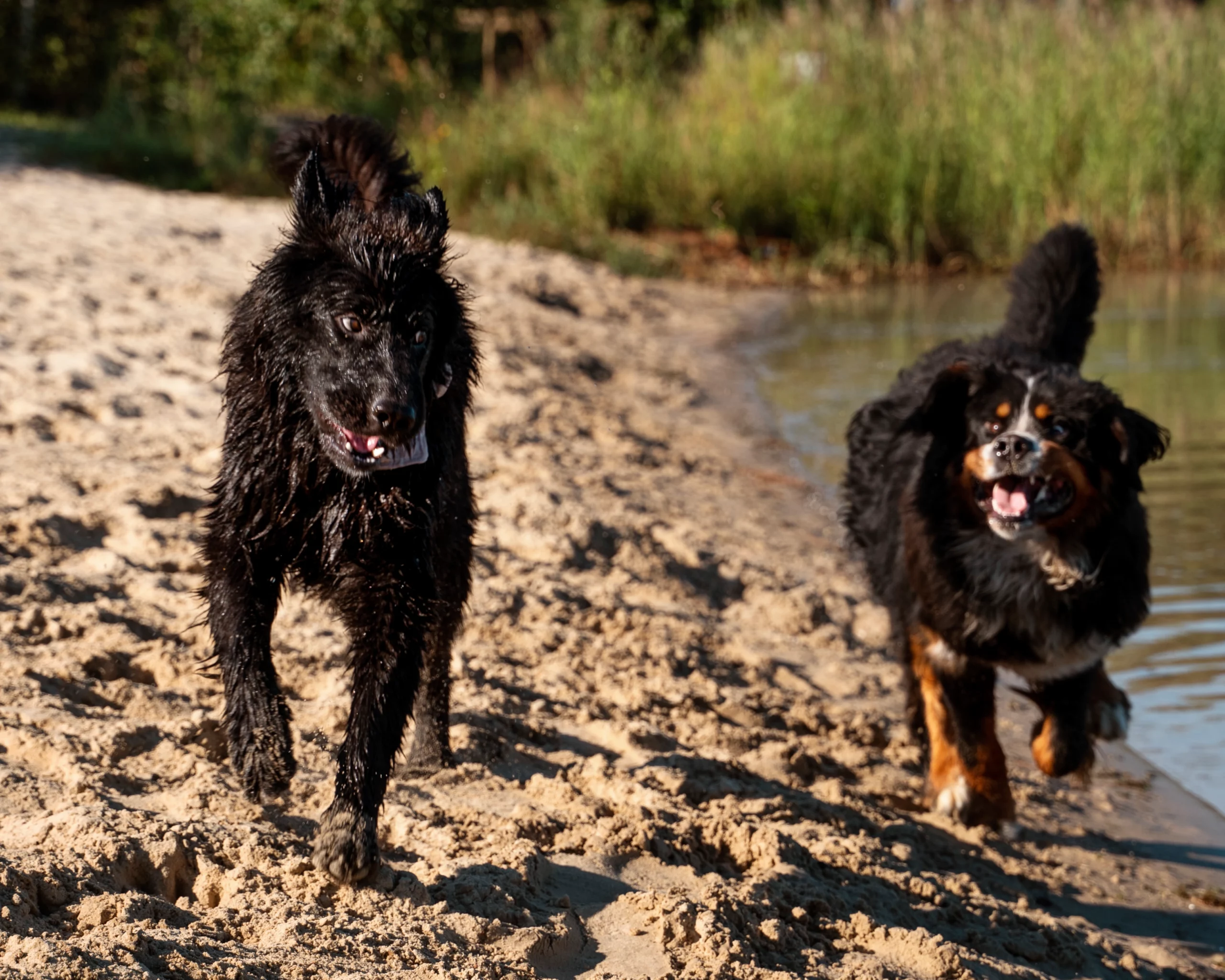 Proximité et confiance, valeur des Chiens de la Vallée Dog Walker à Chevreuse