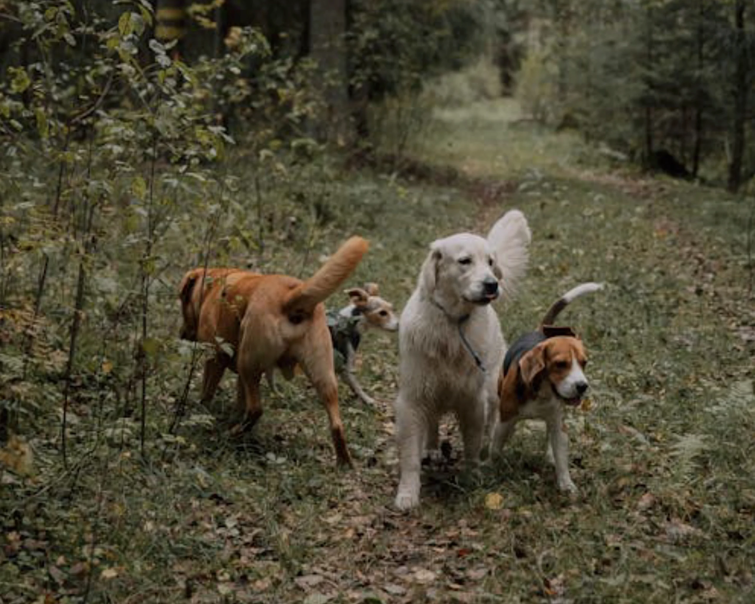 Sérénité pour vous, plaisir pour eux, valeur des Chiens de la Vallée Dog Walker à Chevreuse