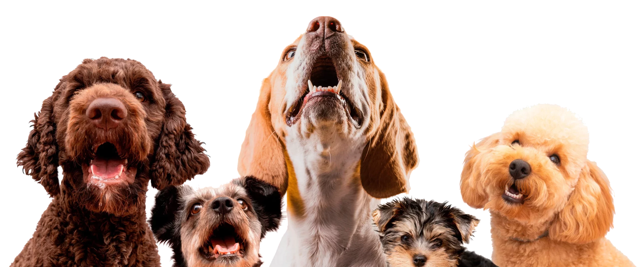 Service de balade canine en meute par Les Chiens de la Vallée à Chevreuse